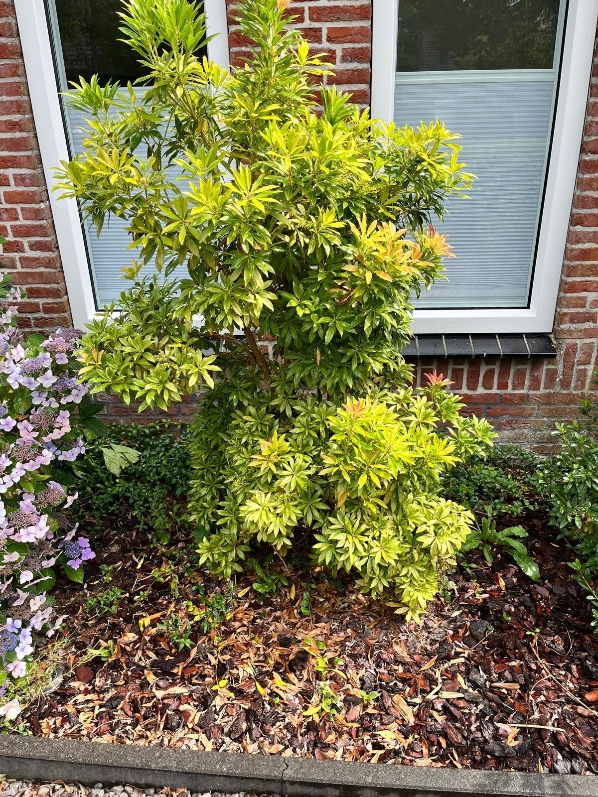 Mooie vaste planten voor in de tuin, Tuin en Terras, Planten | Tuinplanten, Vaste plant, Halfschaduw, Zomer, Ophalen