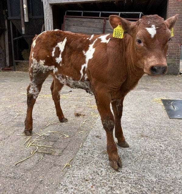 dikbiel vaars kalf, Dieren en Toebehoren, Vrouwelijk, 0 tot 2 jaar