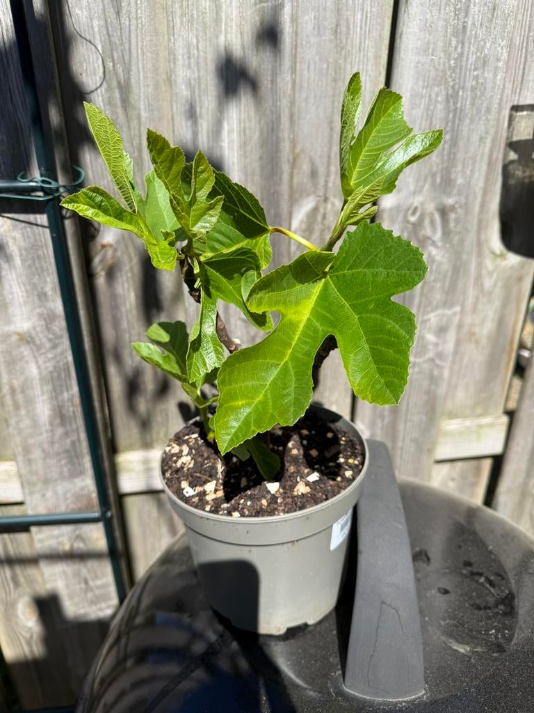 Ficus Carica (Vijg) Hardy Fig (Brown Turkey), Ophalen, Overige soorten, Volle zon