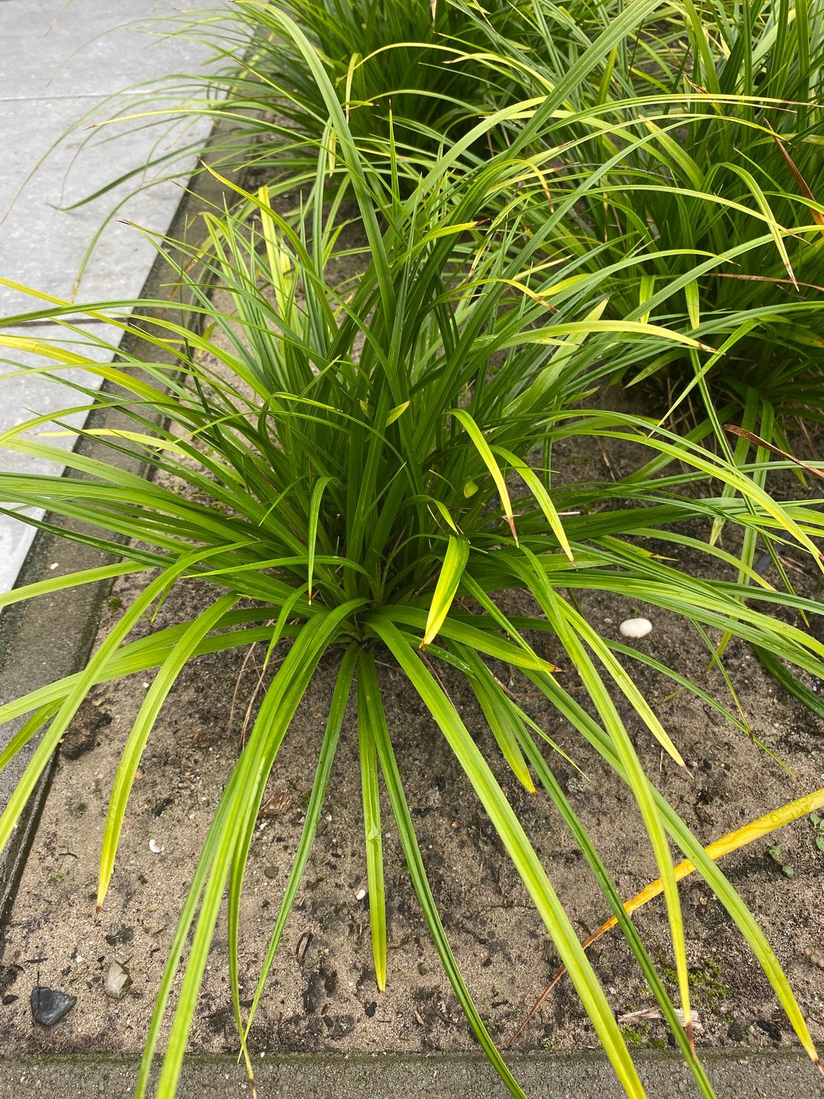 Carex Morowii  ( Zegge), Ophalen, Vaste plant, Siergrassen, Volle zon