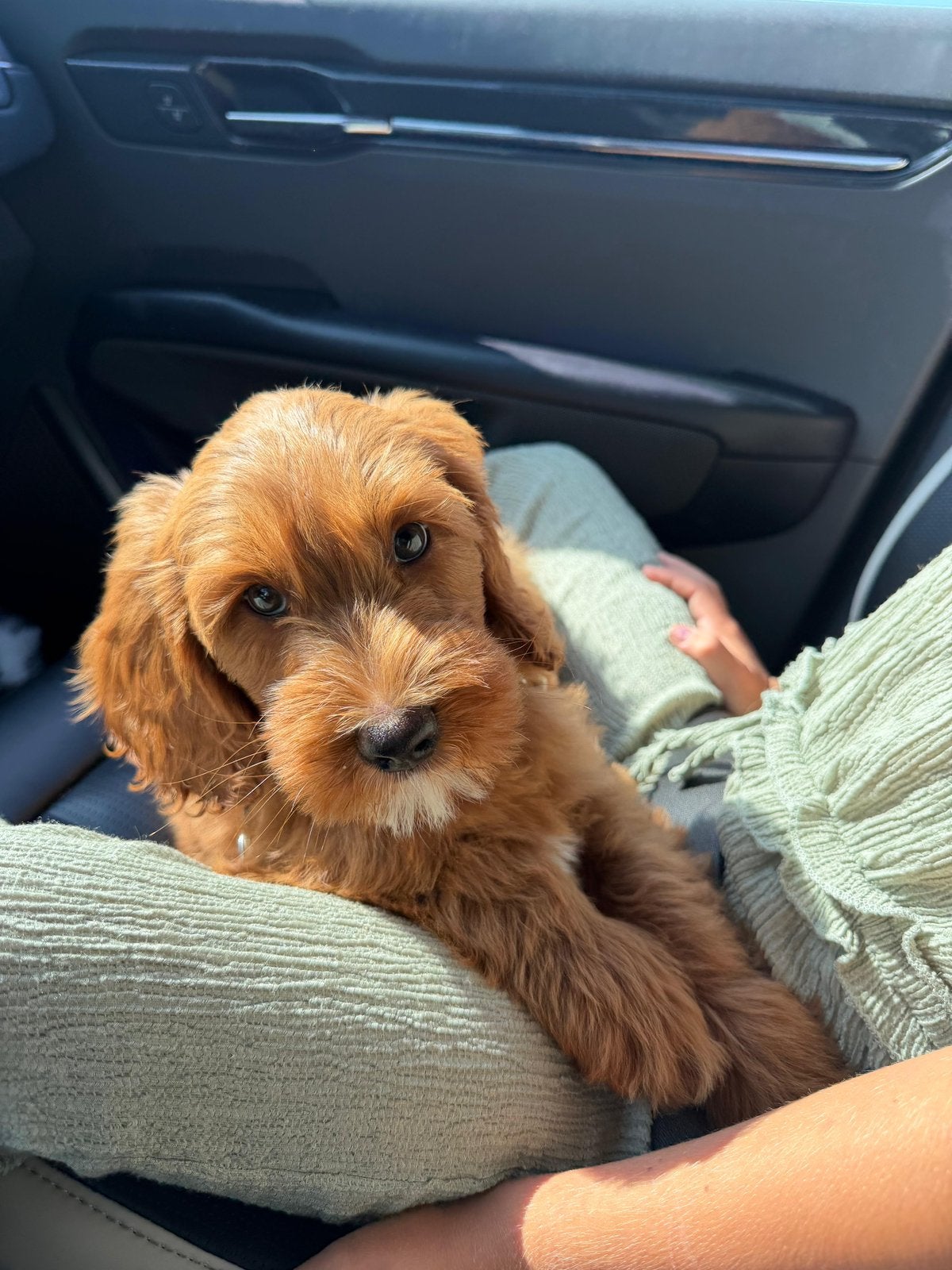 Cobberdog pup australian labradoodle teefje doodle puppy, Dieren en Toebehoren, Honden | Niet-rashonden, Parvo, 8 tot 15 weken