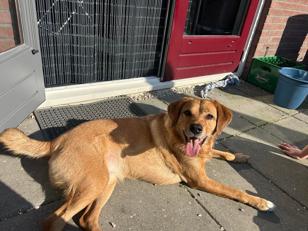 Dex, Kruising tussen appenseller en labrador, Dieren en Toebehoren, Parvo, Reu, Eén hond, Nederland