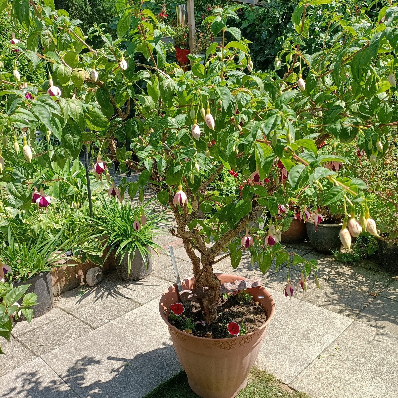 Fuchsia's: van jonge stekken tot 25-jarige stammen, Tuin en Terras, Planten | Tuinplanten, Vaste plant, Halfschaduw, Zomer, Ophalen