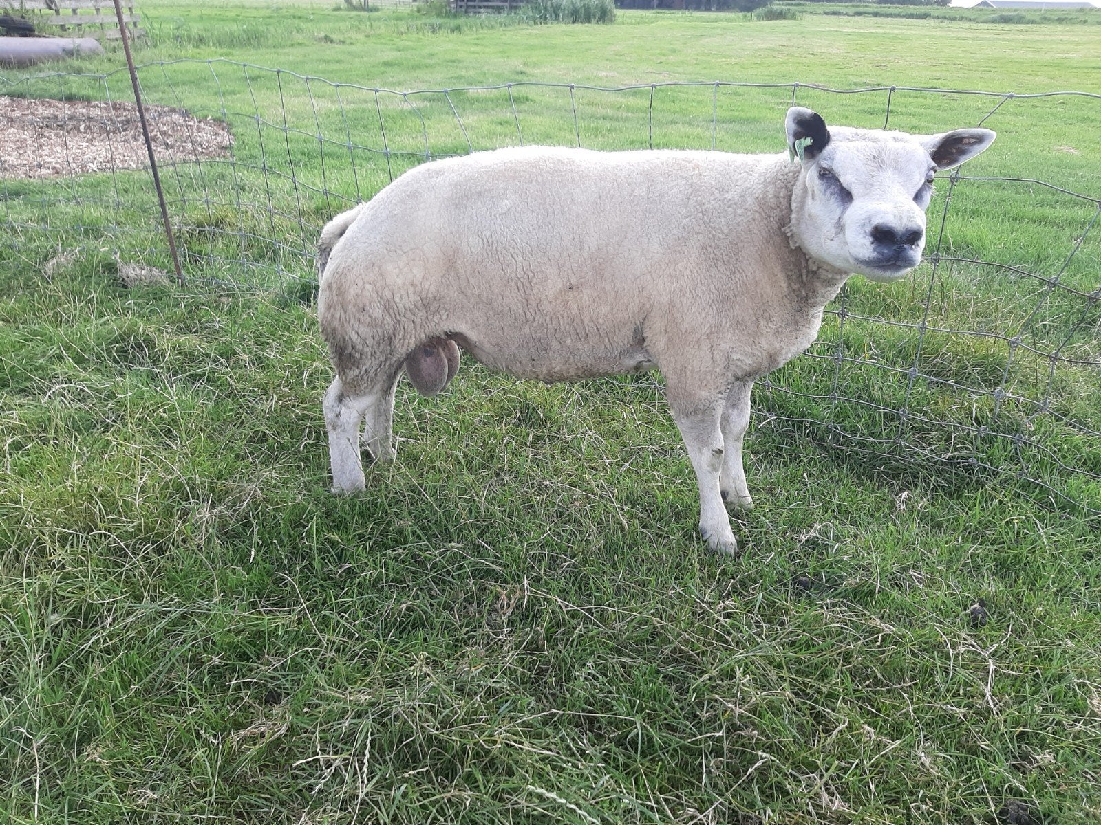 texelaar springram, dekram, Dieren en Toebehoren, Mannelijk, Schaap, 0 tot 2 jaar