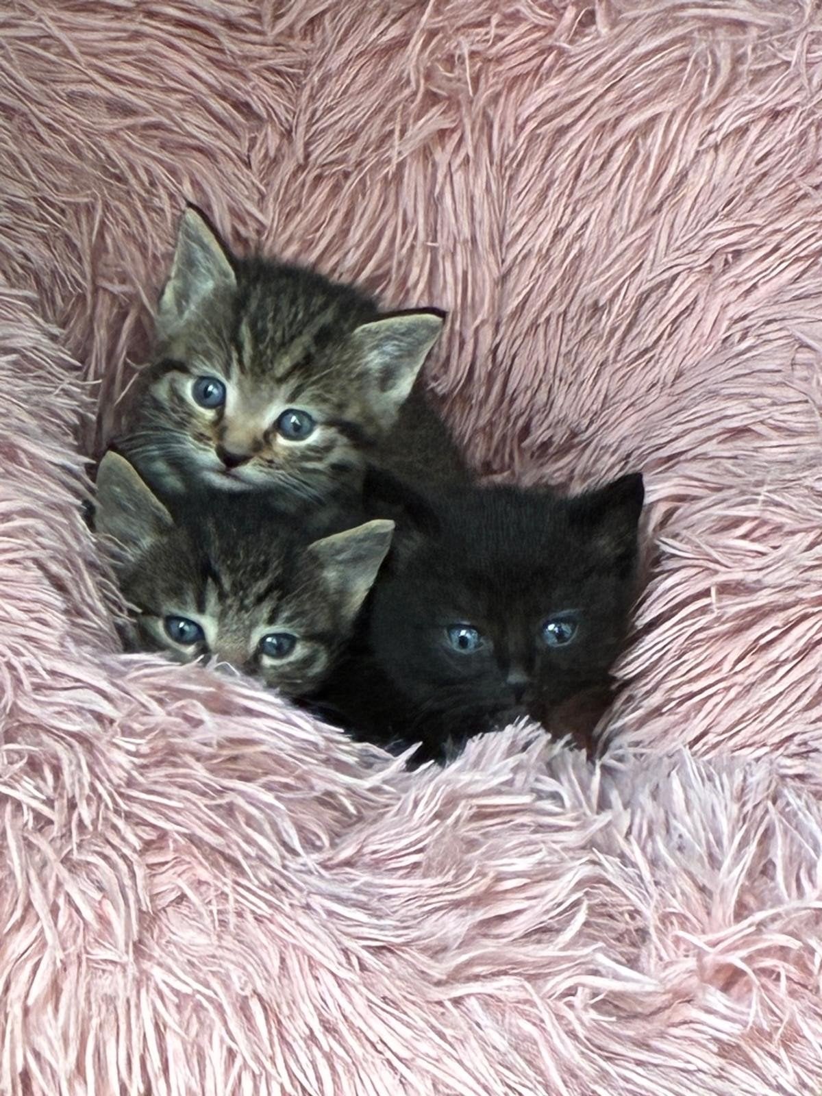 3 kittens  21 juli  geboren, Dieren en Toebehoren, Geslacht onbekend