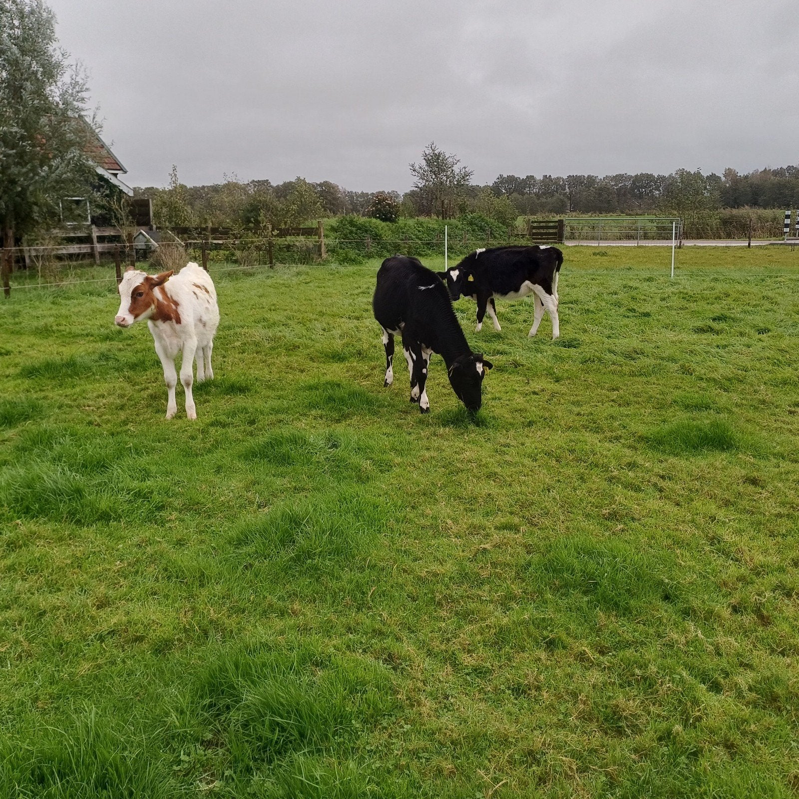 3 kalveren, Dieren en Toebehoren