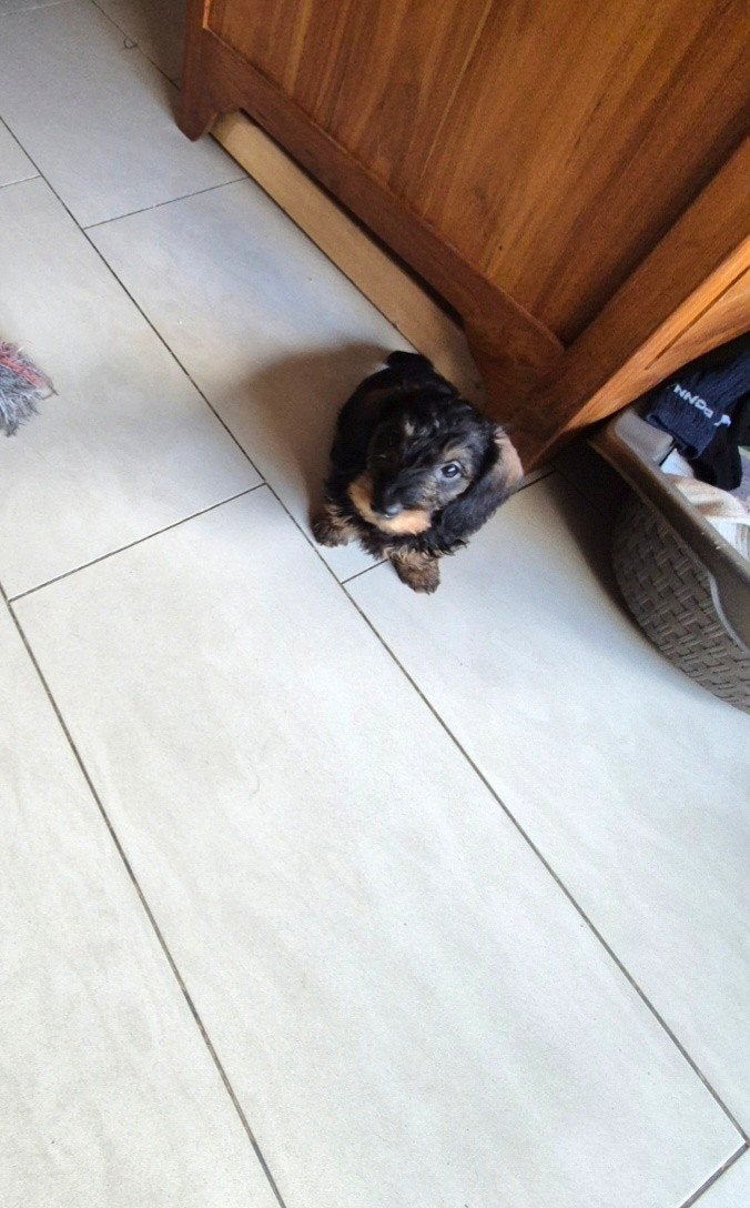 kleine ruwhaar dwerg/kaninchen teckel pup. teefje., CDV (hondenziekte), 8 tot 15 weken, Teef, Meerdere