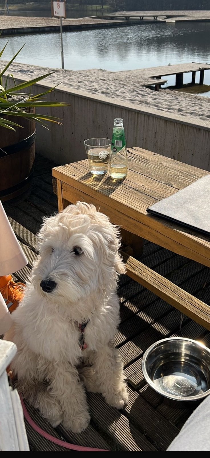 Labradoodle teefje 1,5 jaar, Overige rassen, 1 tot 2 jaar, Teef, Parvo
