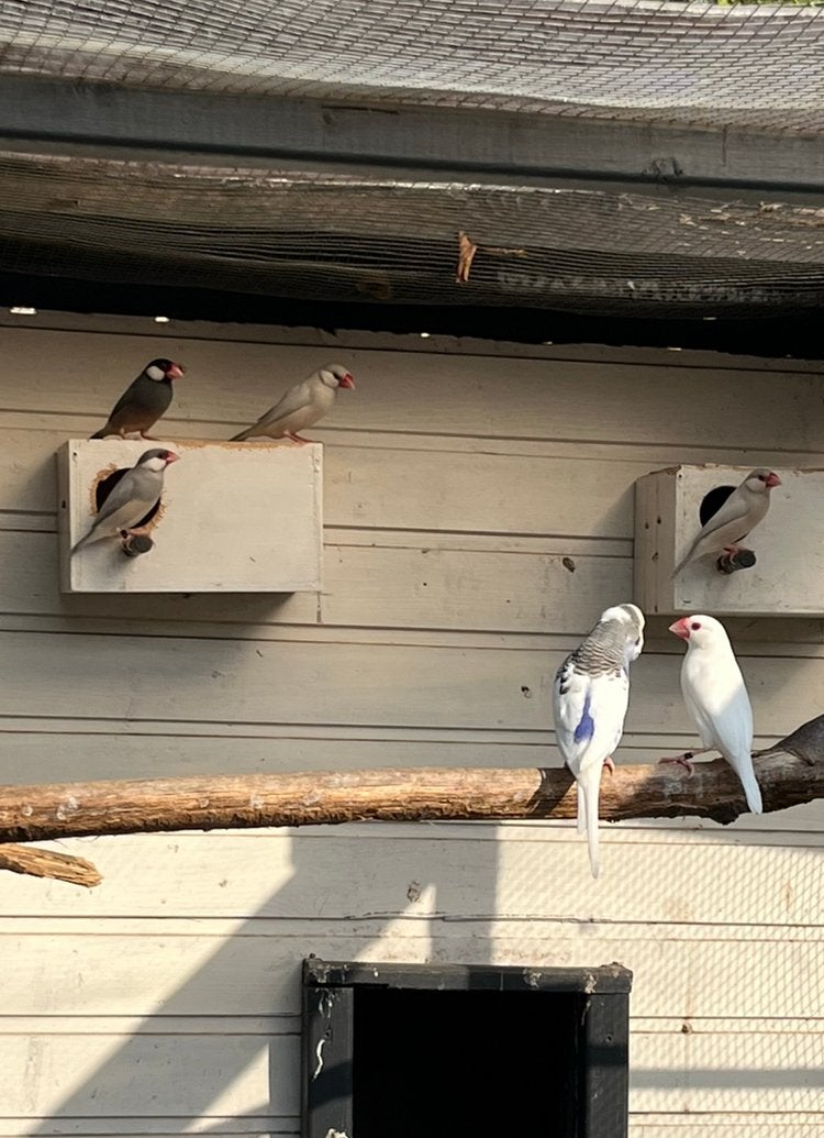 Jonge rijstvogels, Dieren en Toebehoren, Vogels | Overige Vogels, Meerdere dieren, Tropenvogel