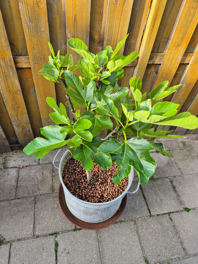 Jonge Vijgenboom in zinken teil, Tuin en Terras, Planten | Tuinplanten, Ophalen, Volle zon, Vaste plant, Zomer