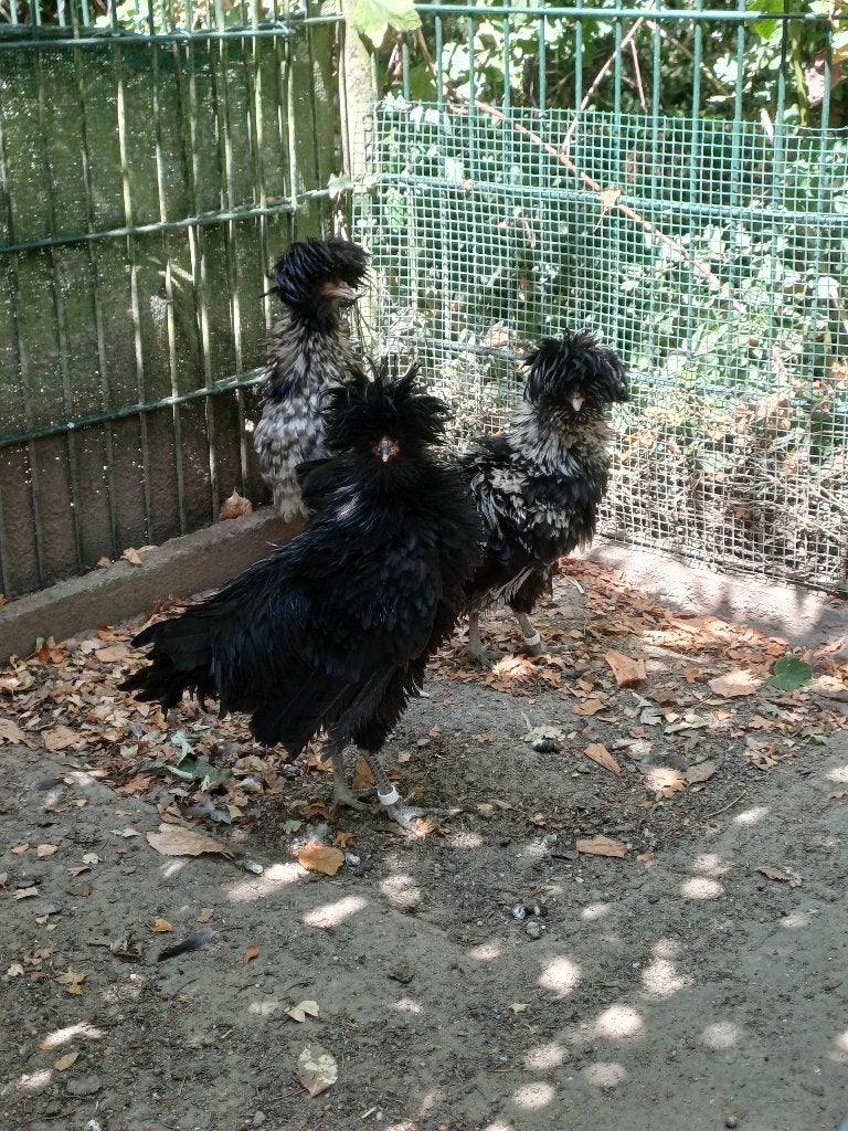 Te koop raszuivere baardkuifhoen (padua) haantjes,, Mannelijk, Kip