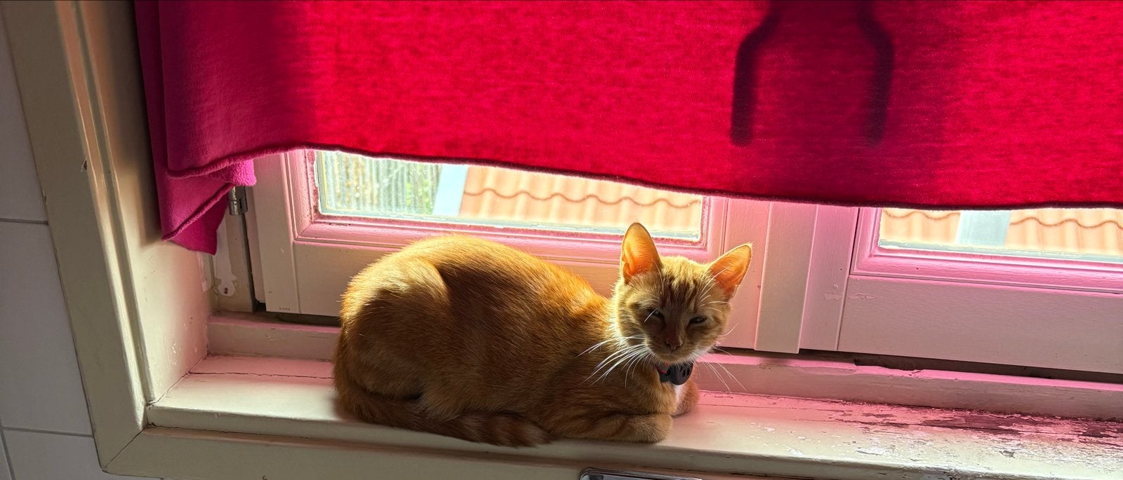 Oranje poesje Tarçın, Poes, 0 tot 2 jaar