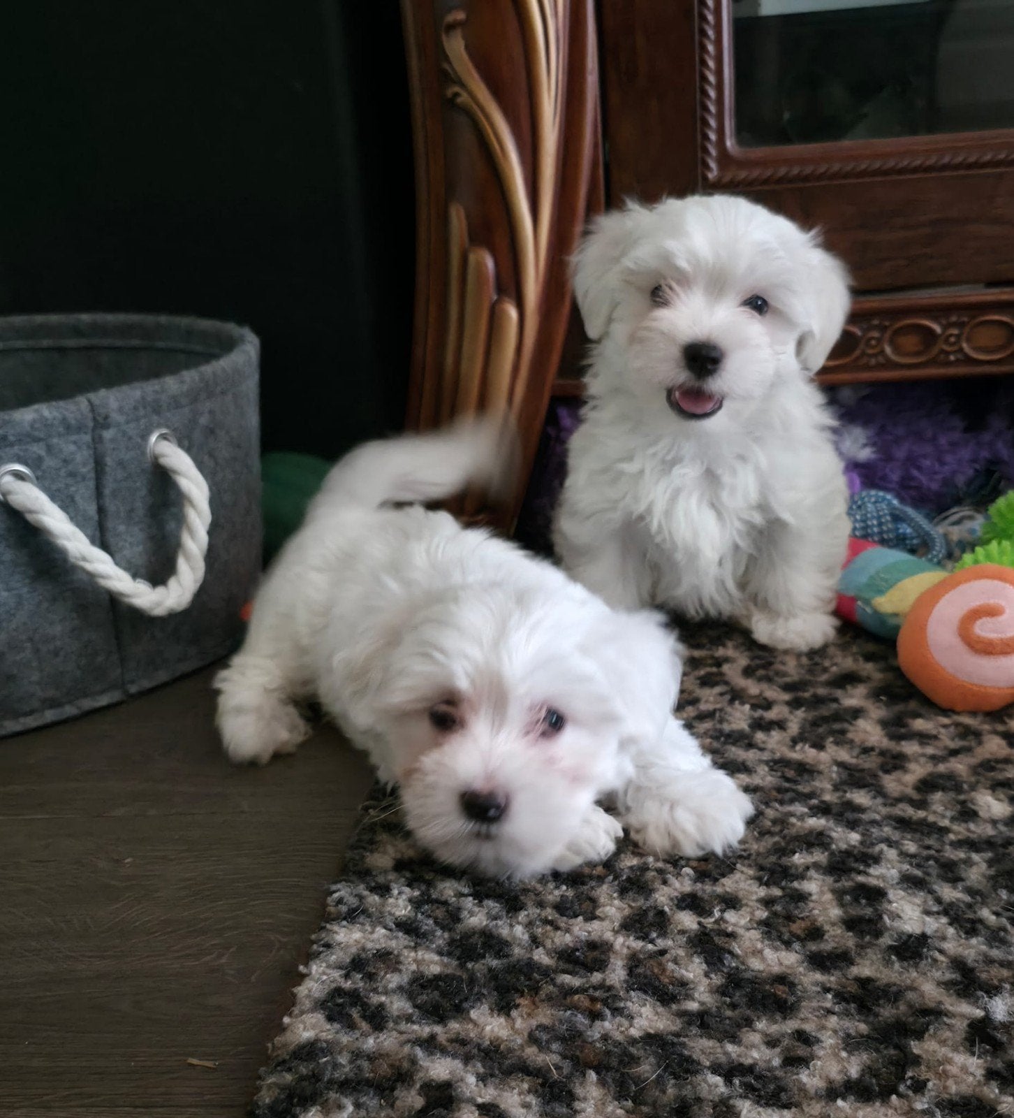 💙 super lieve raszuivere maltezer pups nog 2 reutjes 💙, Dieren en Toebehoren, Honden | Chihuahua's en Gezelschapshonden, Parvo