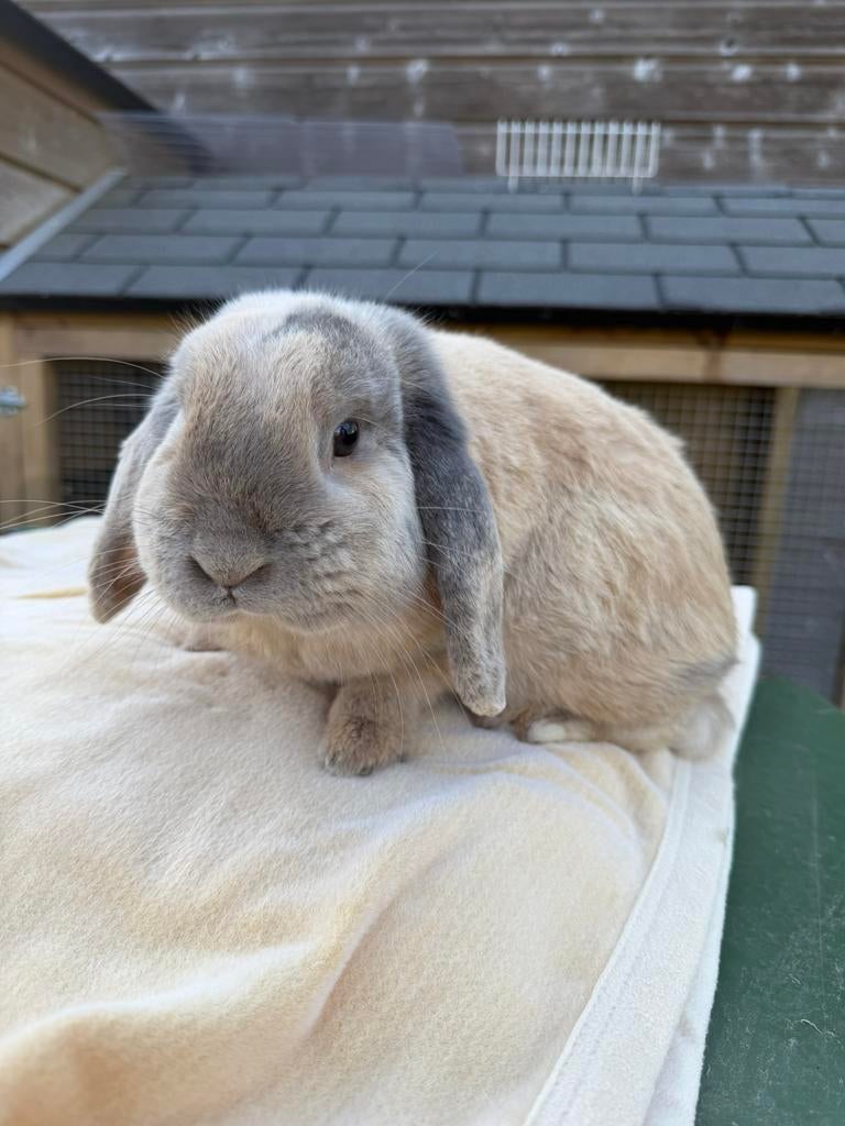 nederlandse hangoor dwerg konijn rammetje, Dieren en Toebehoren, Konijnen, Mannelijk, Dwerg, Hangoor, 0 tot 2 jaar