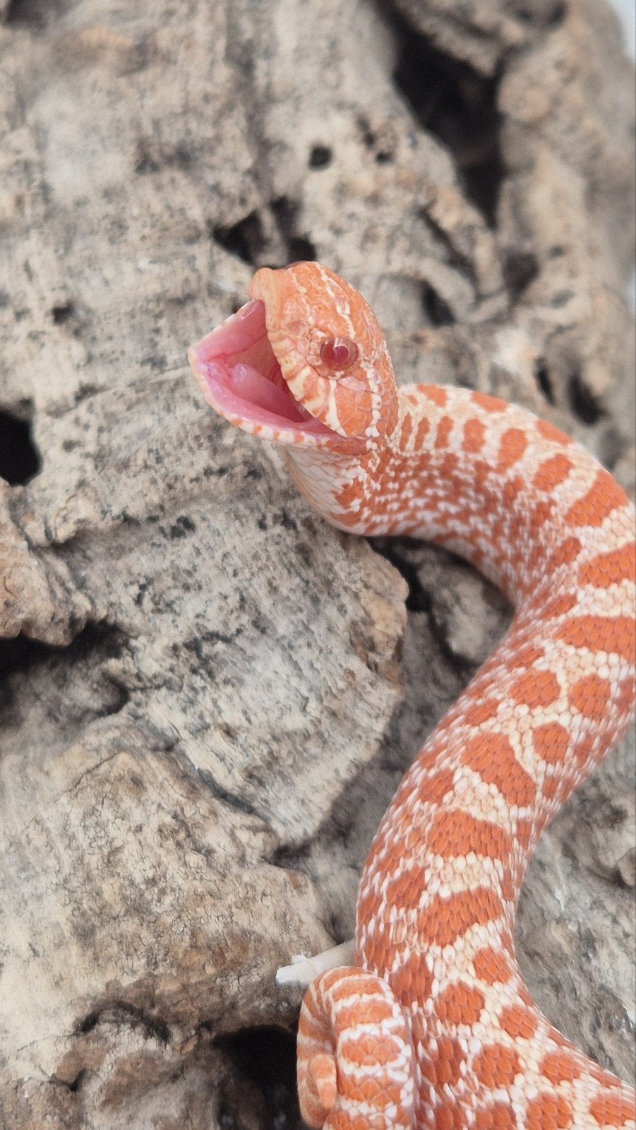 Ex red albino haakneusslang Hognose Snake photo 5