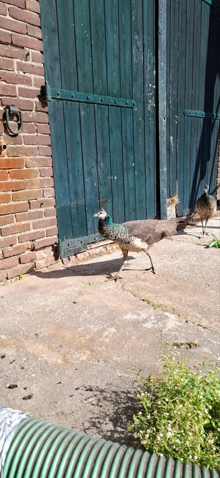 Jonge pauwen 1 haan 2 hennen, Dieren en Toebehoren, Meerdere dieren, Overige soorten