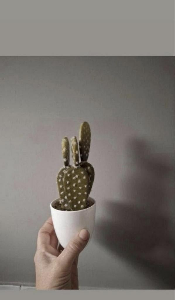 Kunstcatus kunstplant catus, Cactus, Minder dan 100 cm, Groene kamerplant, Halfschaduw