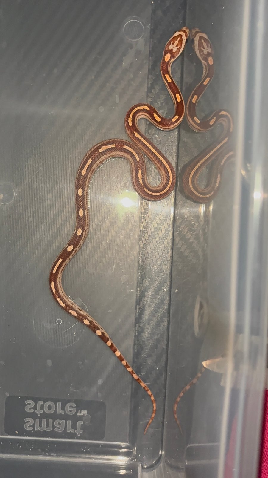 Rattenslangen NK 2026 Rat Snake - unknown for sale from ErasmusExotics