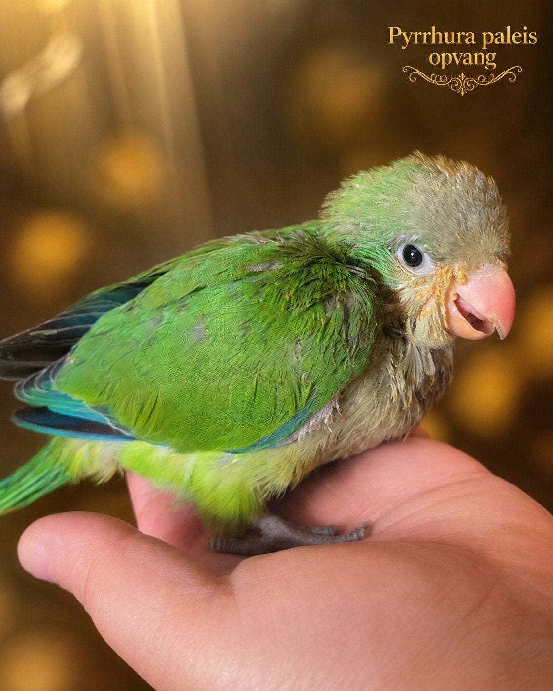 Muisparkiet Wildkleur (Ter Adoptie) laatste wildkleur, Dieren en Toebehoren, Vogels | Parkieten en Papegaaien, Parkiet