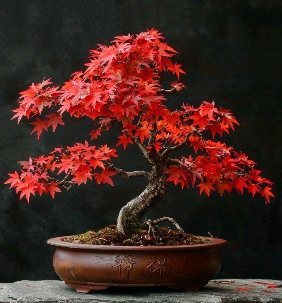 Red Maple Bonsai Zaadjes + Instructies, winterhard, Ophalen of Verzenden, Halfschaduw