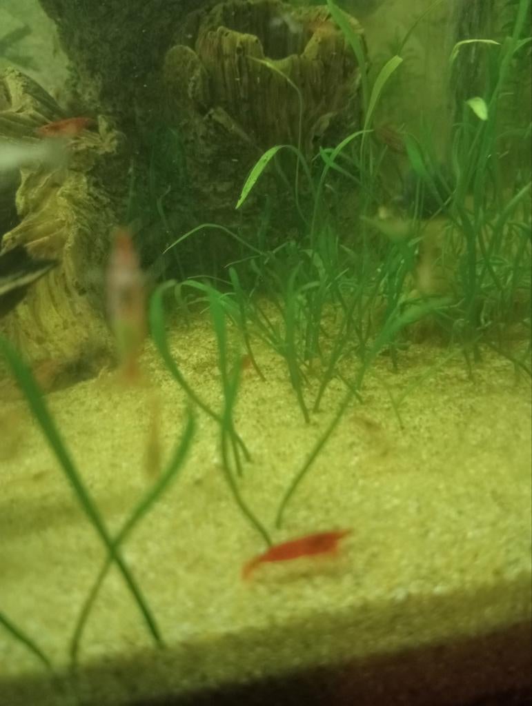 Rode garnalen, Dieren en Toebehoren, Kreeft, Krab of Garnaal