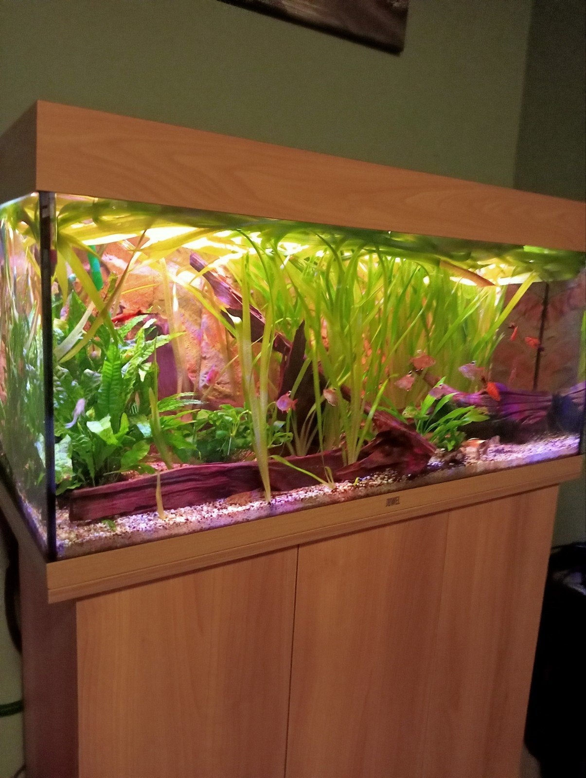 Nette juwel Rio 180 led met meubel en achterwand, Ophalen, Zo goed als nieuw, Gevuld zoetwateraquarium