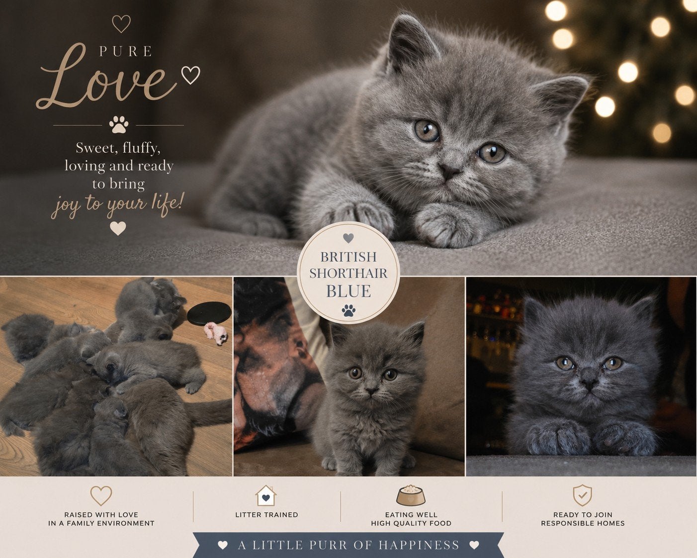 British Shorthair Blue kittens available for reservatio, Dieren en Toebehoren, Katten en Kittens | Overige Katten