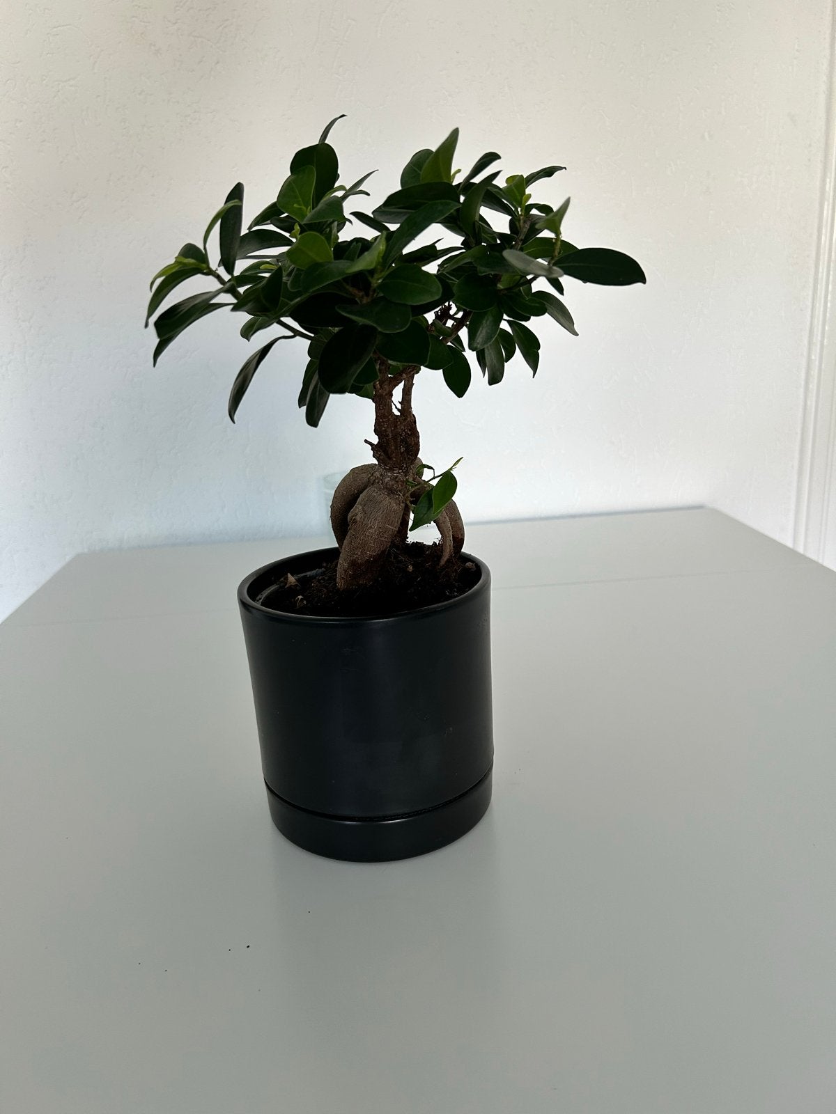 Mooie Ficus Ginseng Bonsai in zwarte pot, Ficus, In pot, Minder dan 100 cm, Groene kamerplant
