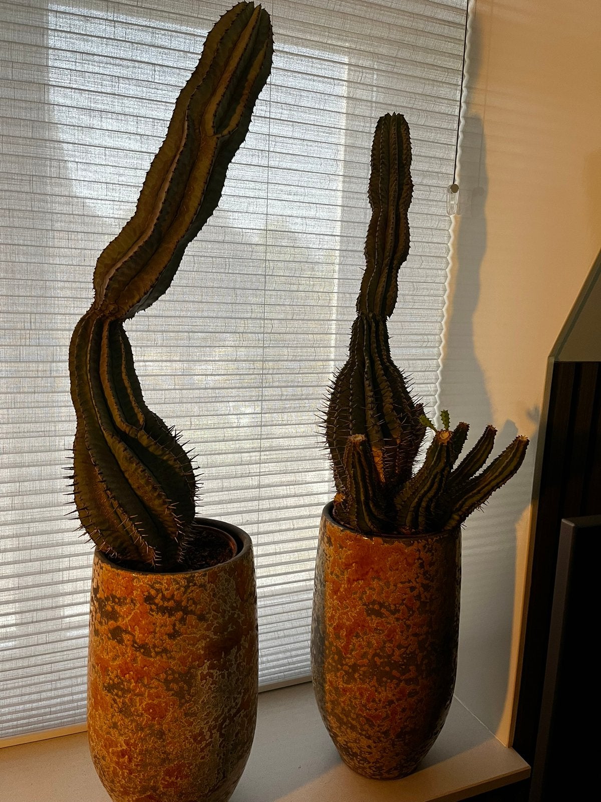 2 cactussen, Ophalen, Halfschaduw, Minder dan 100 cm