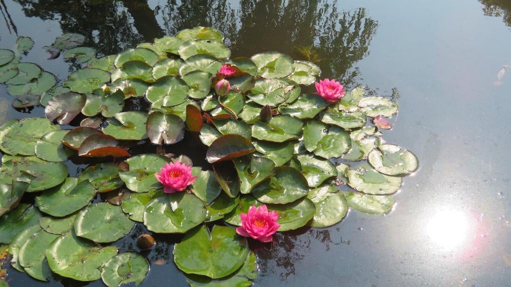 Waterlelies, Ophalen, Nieuw