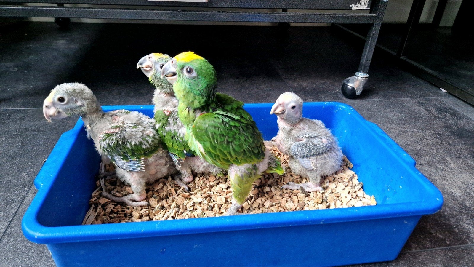 Superlieve jonge Geelvoorhoofd Amazone papegaaien!, Dieren en Toebehoren, Vogels | Parkieten en Papegaaien, Papegaai, Geringd