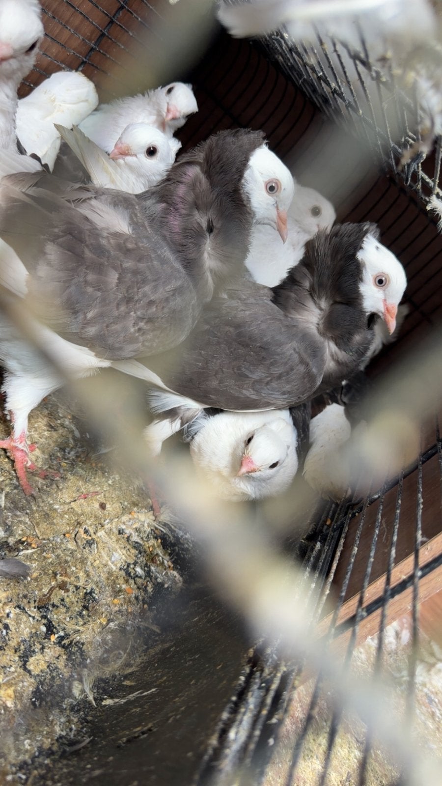 Duiven Oude Duits meeuwen sier duiven