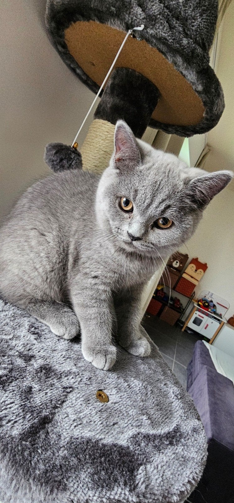 Britse korthaar Kittens - Stamboom afkomstig, Meerdere dieren, Met stamboom, 0 tot 2 jaar
