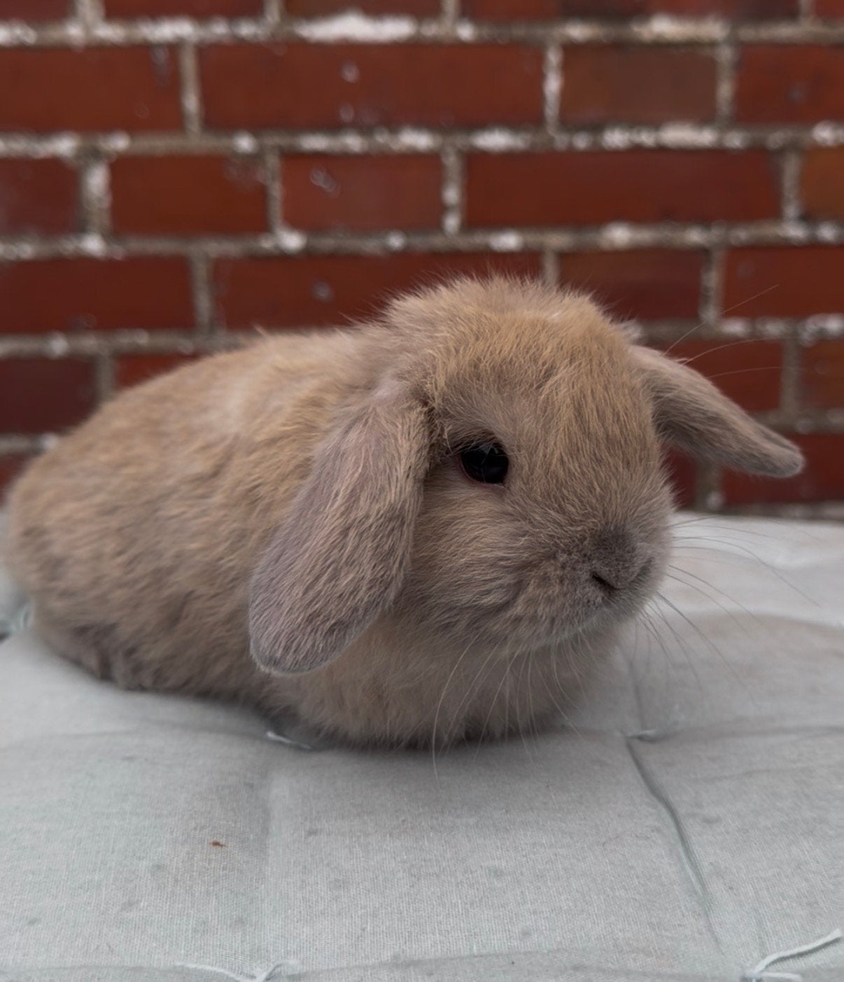 Prachtige raszuivere minilop konijntjes, Dieren en Toebehoren, Konijnen, Meerdere dieren, Dwerg, Hangoor, 0 tot 2 jaar