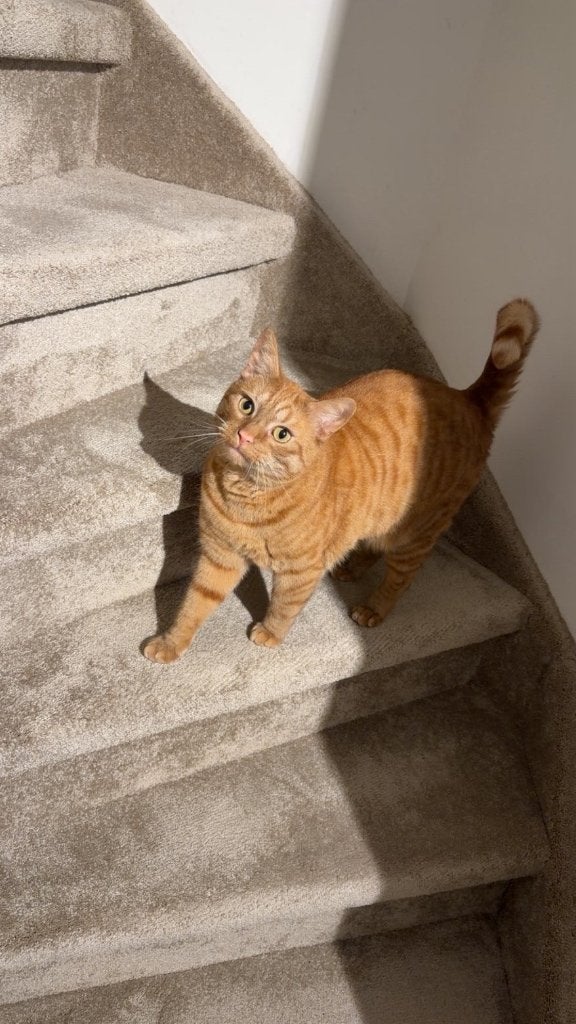 Gratis af te halen Simba– Speelse kater zoekt nieuw thuis, Kater, Gechipt