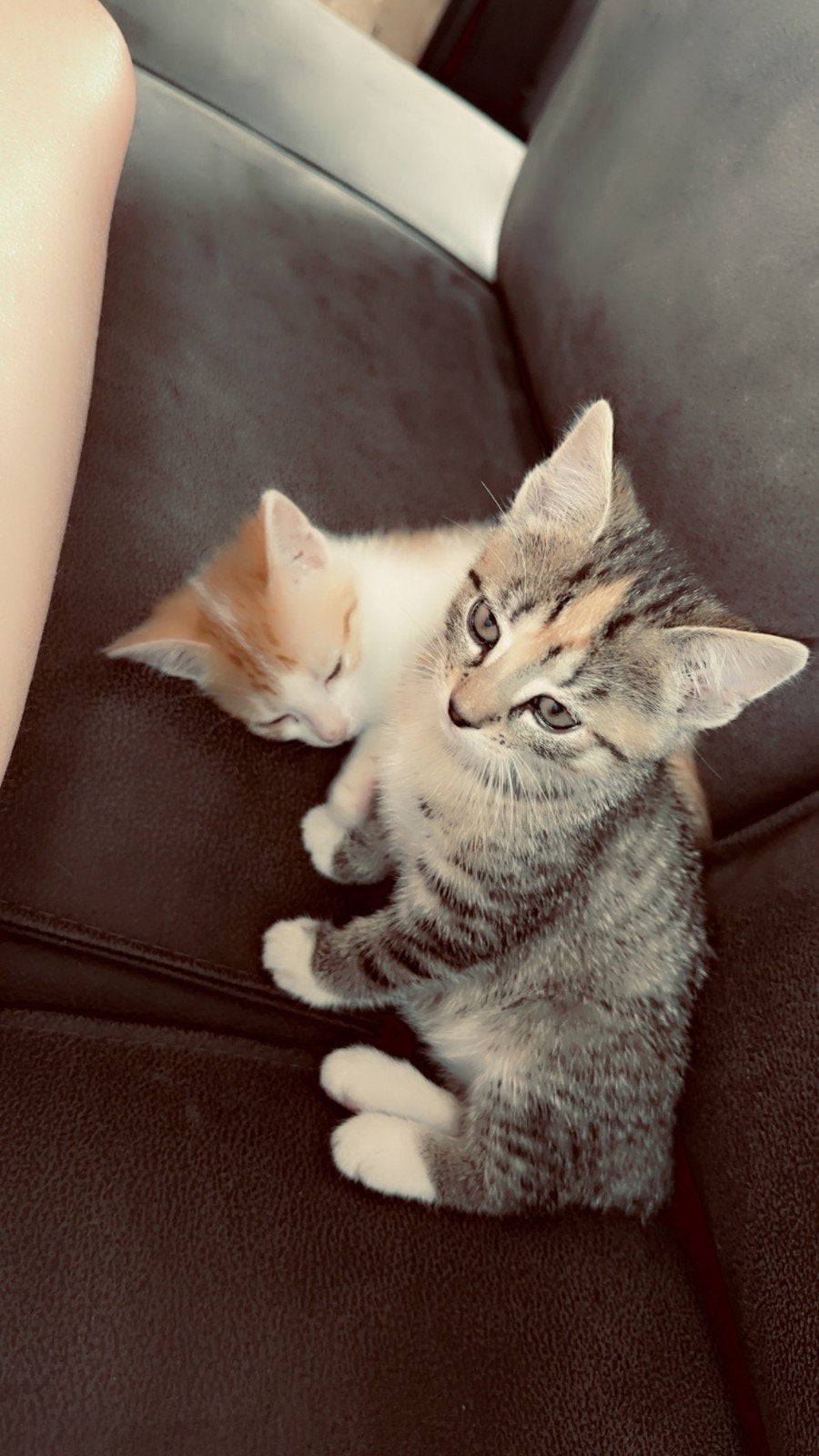 2 lieve kittens zoeken een nieuw huisje, Poes, Kortharig, 0 tot 2 jaar