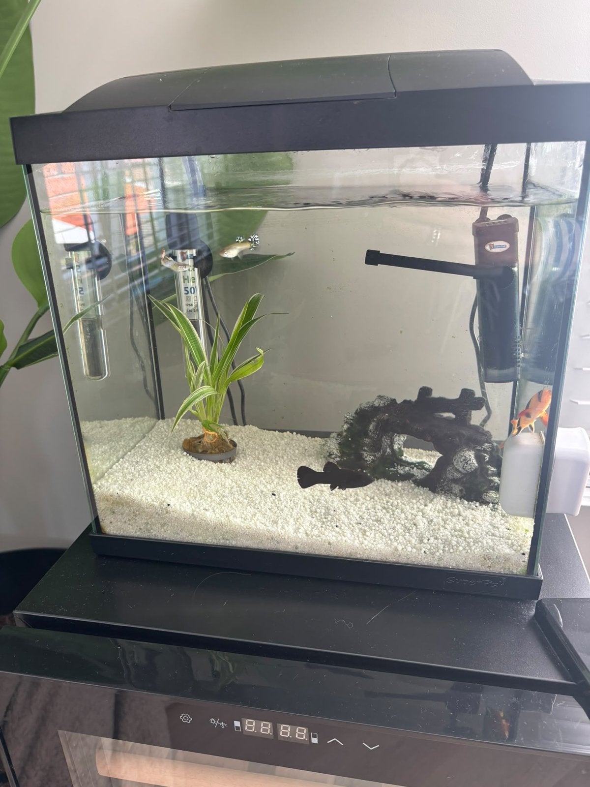 Aquarium met toebehoren en 5 vissen, Ophalen