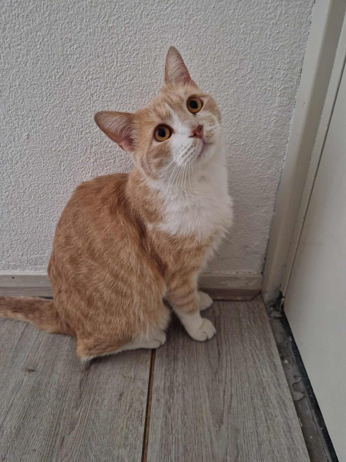 Een liefdevolle veilige thuis voor katje CARAMEL, Kater