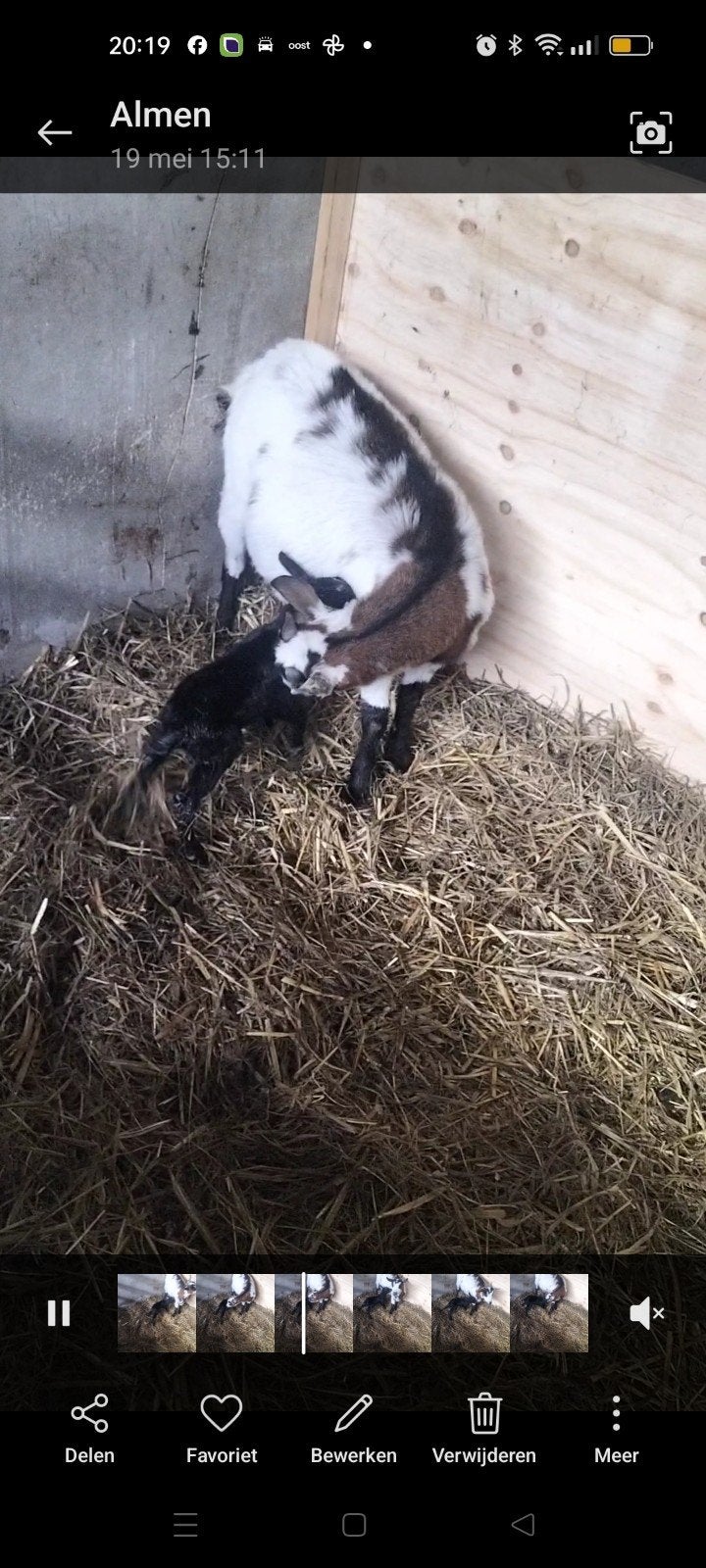 Te koop zwarte bok en een bonte geit, Meerdere dieren, Geit