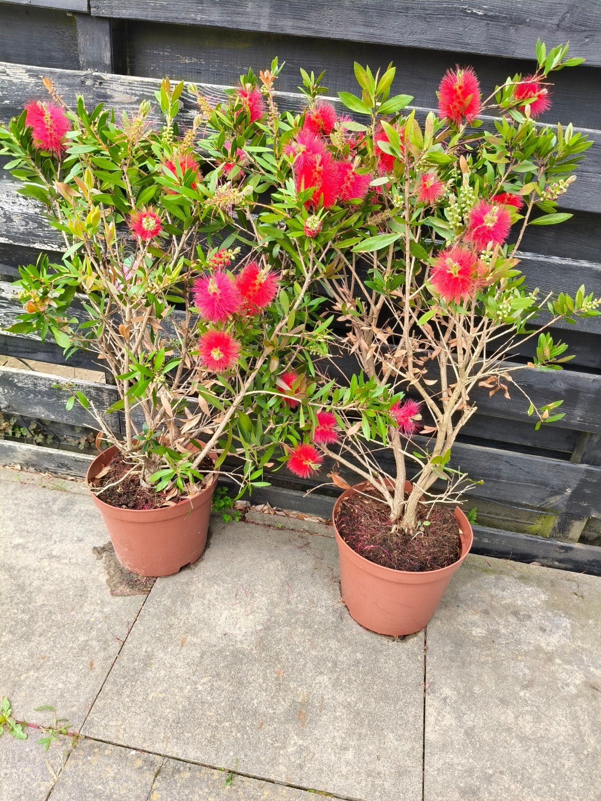 Callistemon (Lampenpoetser) - Rode bloemen, Tuin en Terras, Planten | Tuinplanten, Ophalen of Verzenden