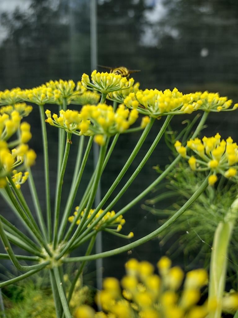 Zaden Venkel groen -  Foeniculum vulgare var. Dulce, Verzenden, Volle zon