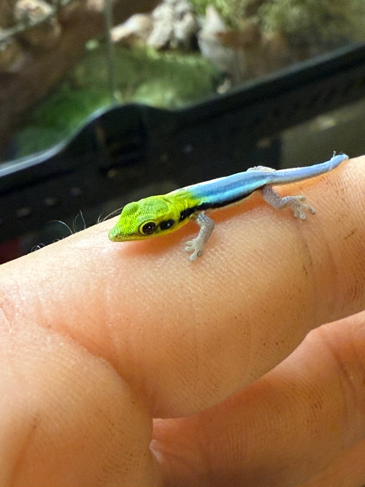 Phelsuma klemmeri, 0 tot 2 jaar