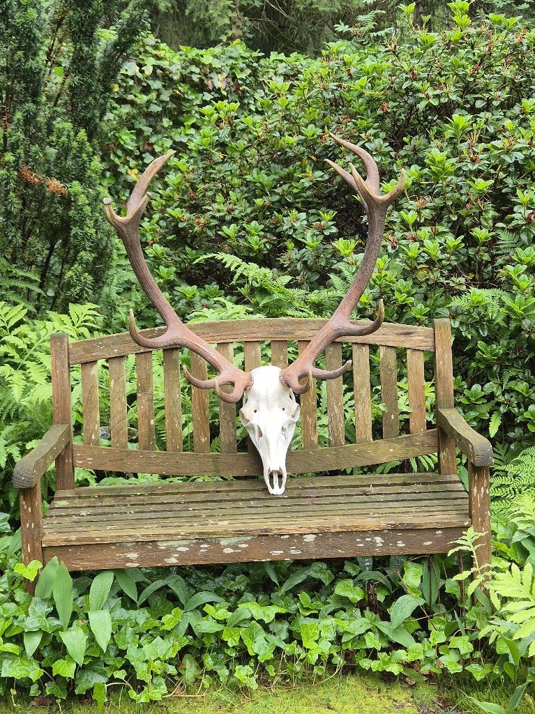 Mooi Groot Edelhert Gewei Schedel Jacht Mancave Veluwe h50, Ophalen, Gebruikt, Hert, Schedel