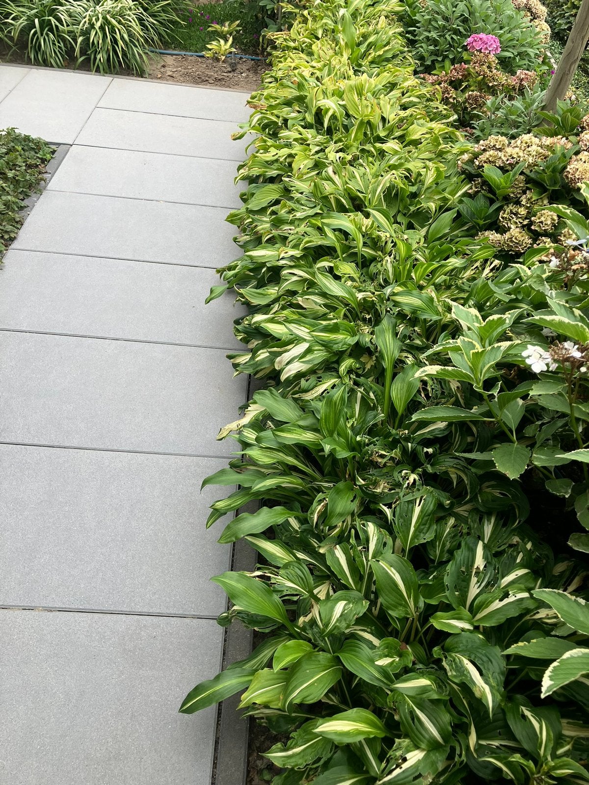 Hosta’s, Ophalen, Overige soorten, Halfschaduw