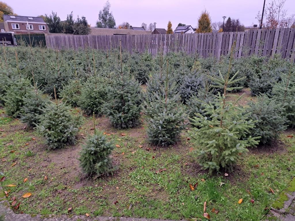 Te koop kerstbomen picea omorika, Ophalen, Bloeit niet, Volle zon, Overige soorten