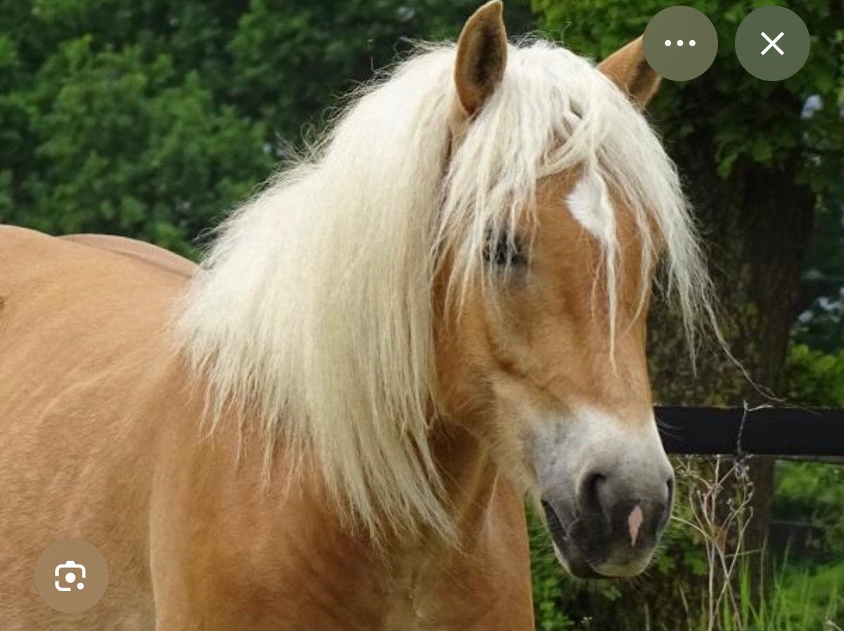 Gezocht: Haflinger maatje liefst met Namurai bloed