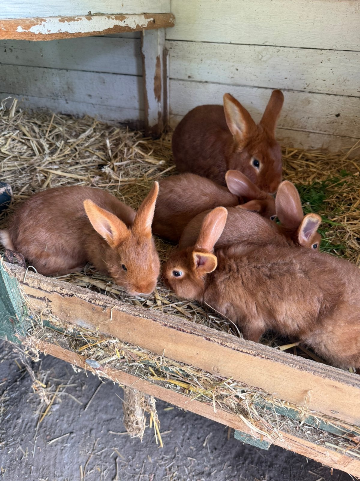 Rode Nieuwzeelander . Jong, Dieren en Toebehoren, Konijnen, Meerdere dieren, Middelgroot, 0 tot 2 jaar