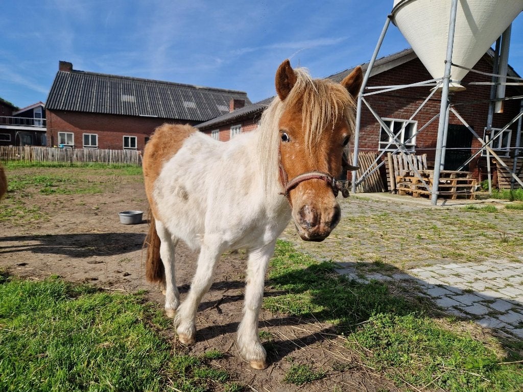 Te koop twee shetlanders, Gechipt, Niet van toepassing, 0 tot 2 jaar, Meerdere dieren