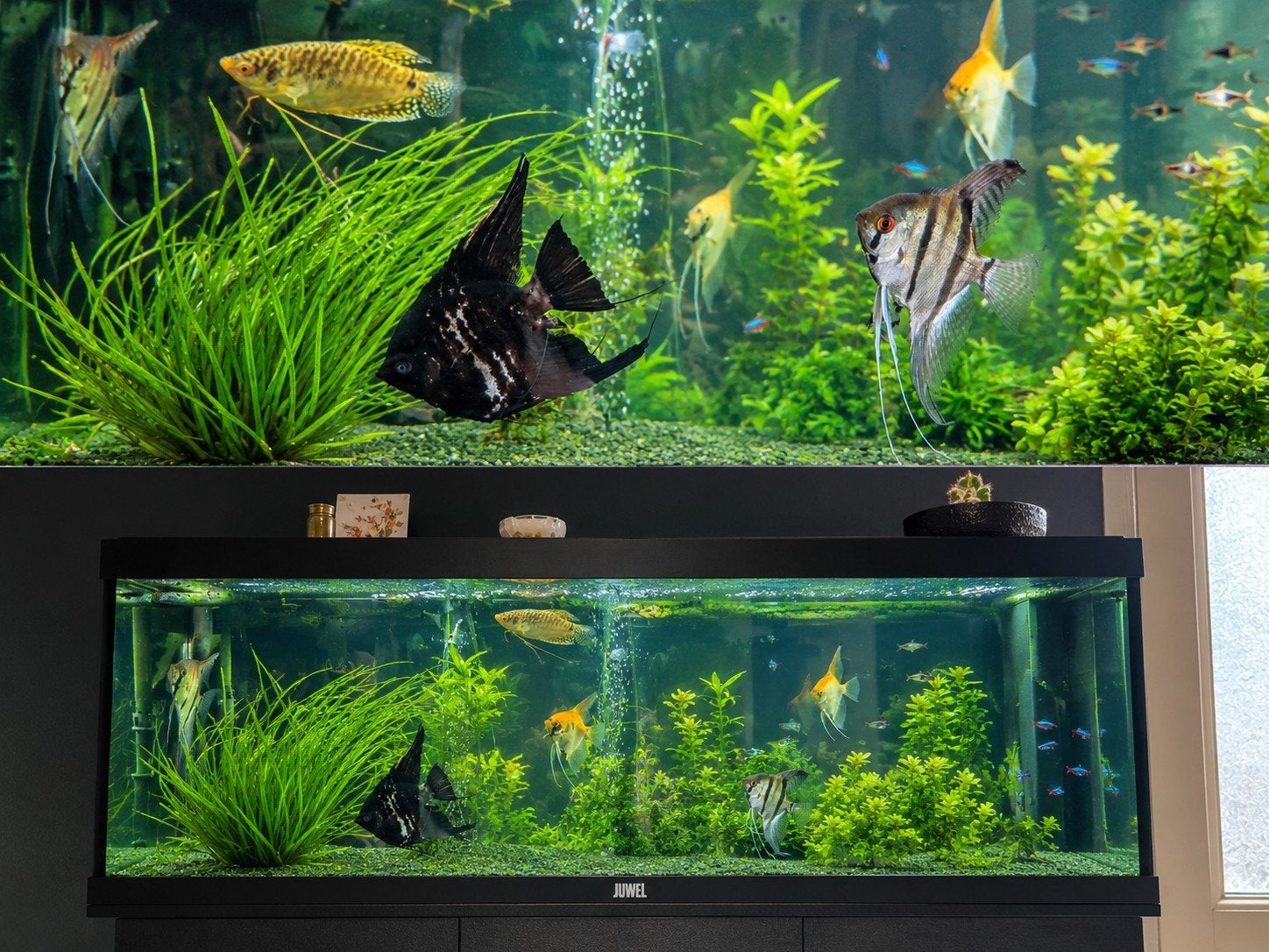 Juwel Rio aquarium 120 cm – compleet met visbestand, Ophalen, Gevuld zoetwateraquarium