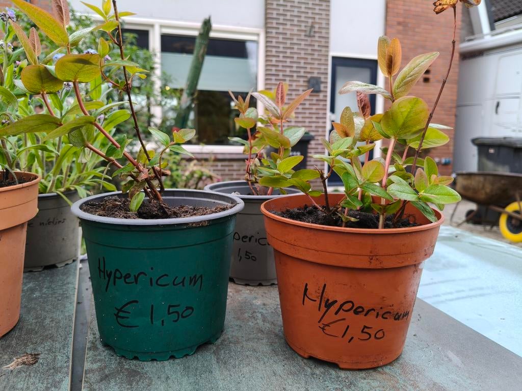Vaste plantjes te koop bij Bloemen vol Passie in Heerde, Ophalen, Vaste plant, Fruitplanten, Volle zon